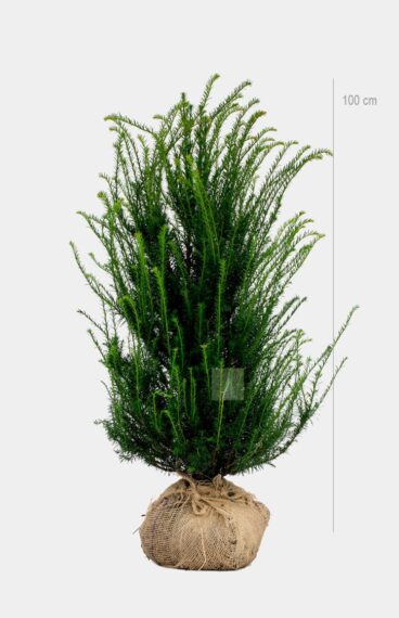 Vanlig Barlind (Taxus baccata) Ferdighekk 150cm