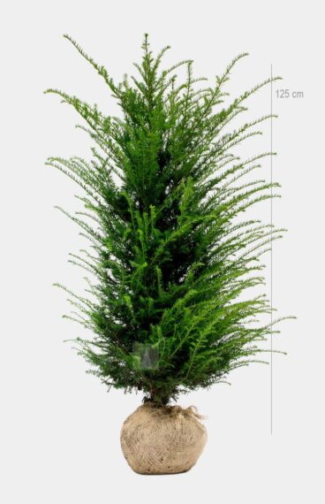 Vanlig Barlind (Taxus baccata)