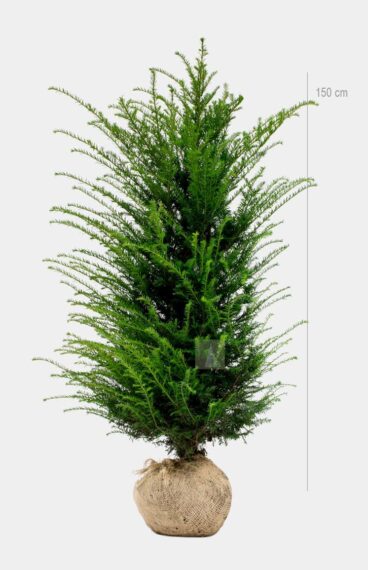 Vanlig Barlind (Taxus baccata) Ferdighekk 150cm