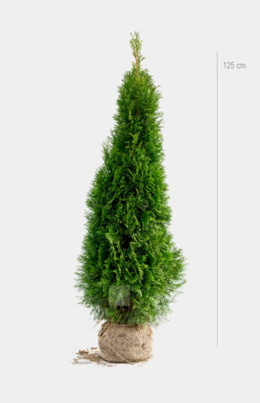 Thuja Smaragd