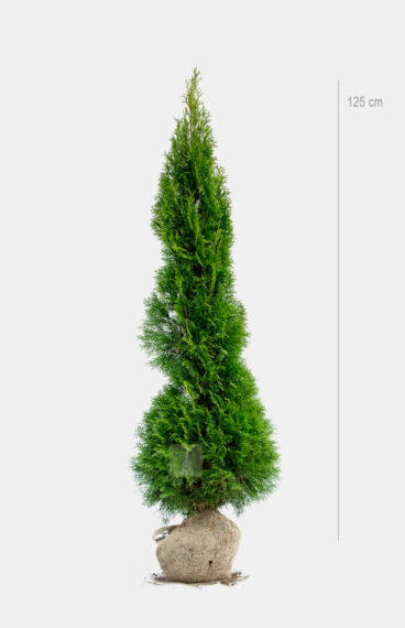 Thuja Smaragd