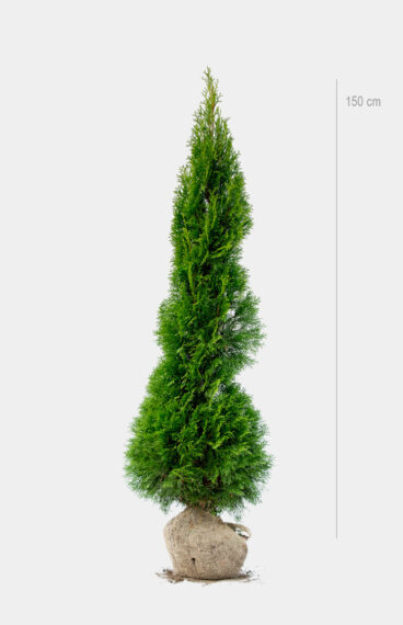 Thuja Smaragd