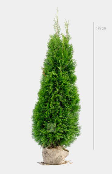 Thuja Smaragd