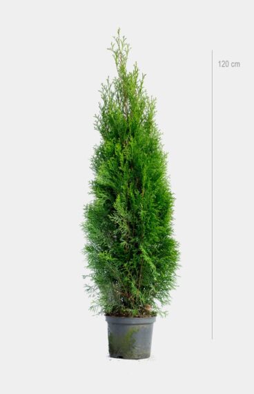 Thuja Smaragd