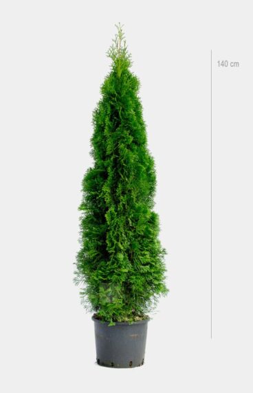 Thuja Smaragd