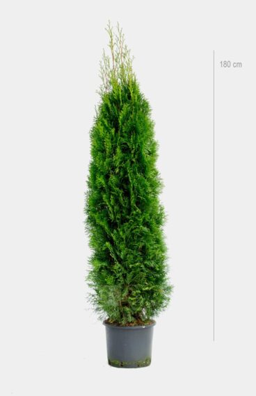 Thuja Smaragd