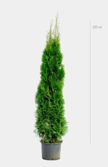 Thuja Smaragd