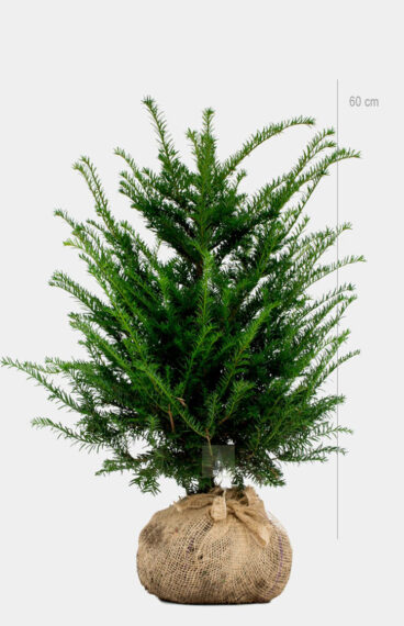 Vanlig Barlind (Taxus baccata) Ferdighekk 150cm