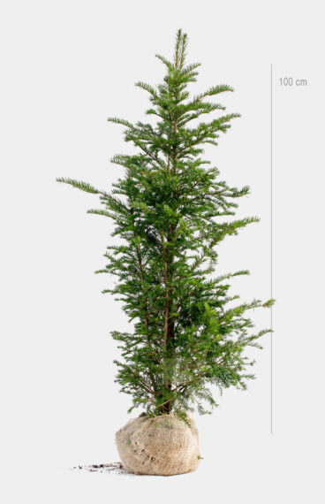 Vanlig Barlind (Taxus baccata) Ferdighekk 150cm