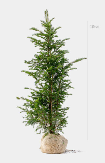 Vanlig Barlind (Taxus baccata)