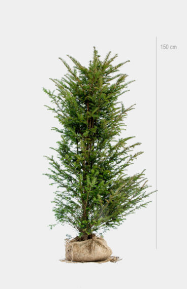 Vanlig Barlind (Taxus baccata) Ferdighekk 150cm