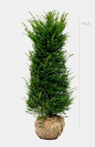 Vanlig Barlind (Taxus baccata) Ferdighekk 150cm