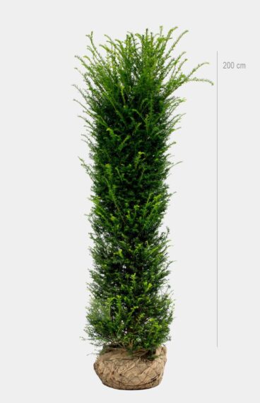 Vanlig Barlind (Taxus baccata)