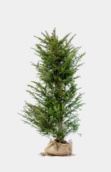 Vanlig Barlind (Taxus baccata) Ferdighekk 150cm