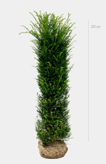 Vanlig Barlind (Taxus baccata)