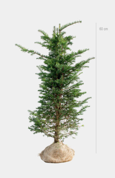 Vanlig Barlind (Taxus baccata) Ferdighekk 150cm