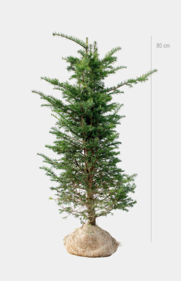 Vanlig Barlind (Taxus baccata)