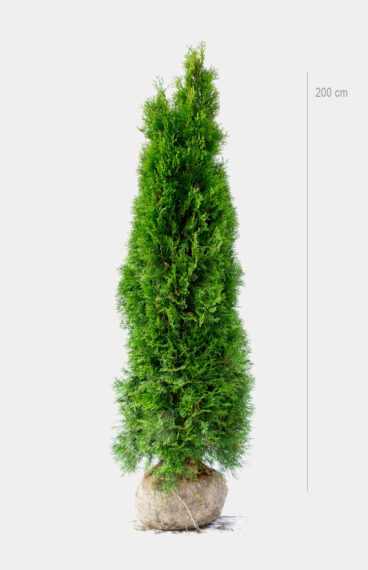 Thuja Smaragd