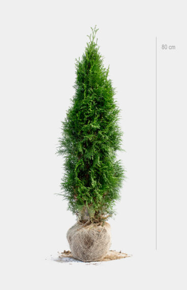 Thuja Smaragd