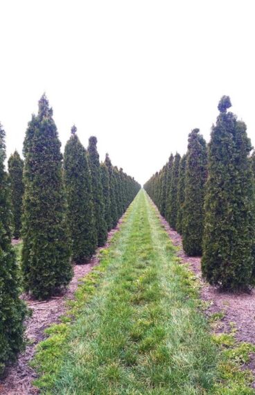 Thuja Smaragd