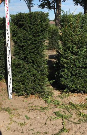 Vanlig Barlind (Taxus baccata) Ferdighekk 150cm