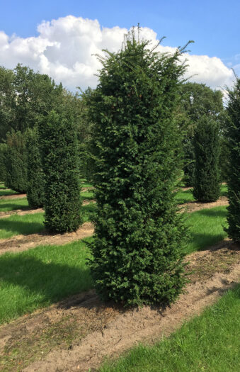 Vanlig Barlind (Taxus baccata) Ferdighekk 150cm