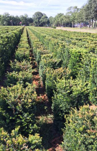 Vanlig Barlind (Taxus baccata) Ferdighekk 150cm