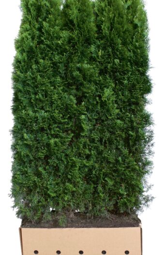 Thuja Smaragd