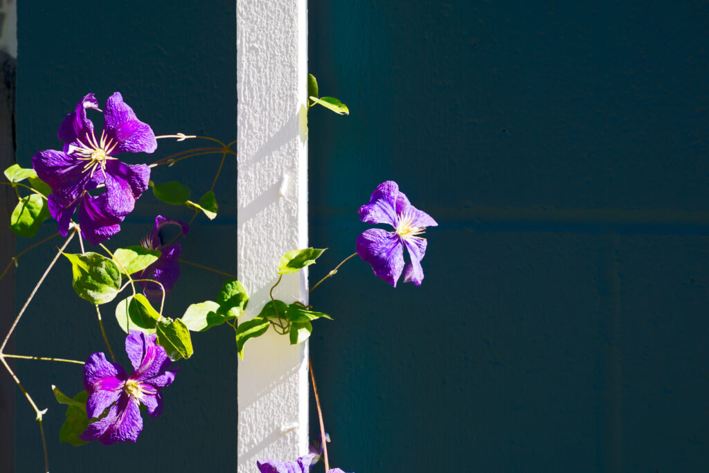 Nærbilde av Klematis med lille blomster mot blå bakgrunn i sollys