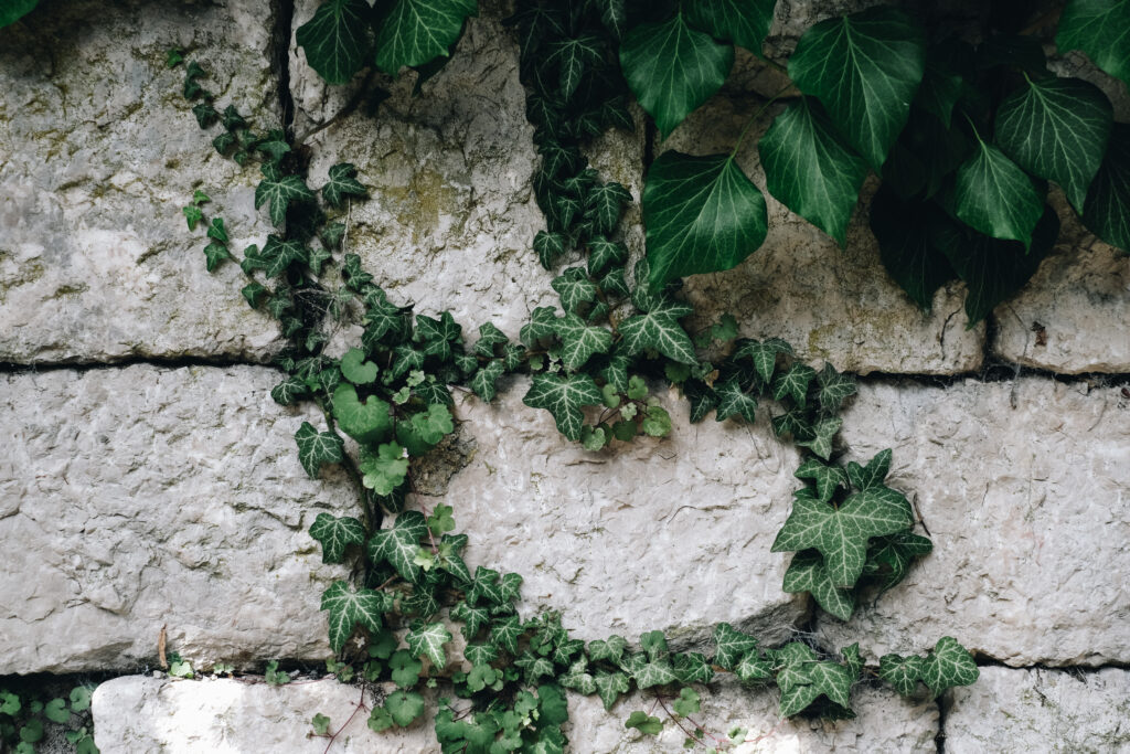 Nærbilde av mørkegrønn Eføy som vokser i sprekkene på grå steinvegg