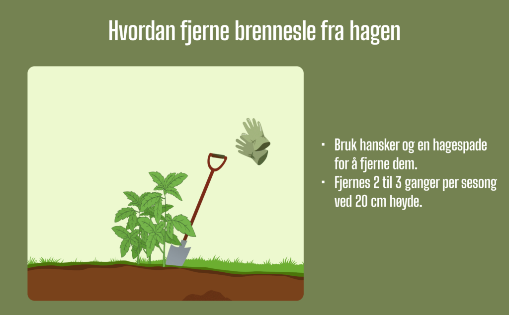 illustrasjon av hvordan du fjerner brennesle