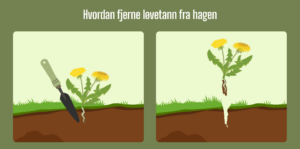 illustrasjon av hvordan du renser løvetann