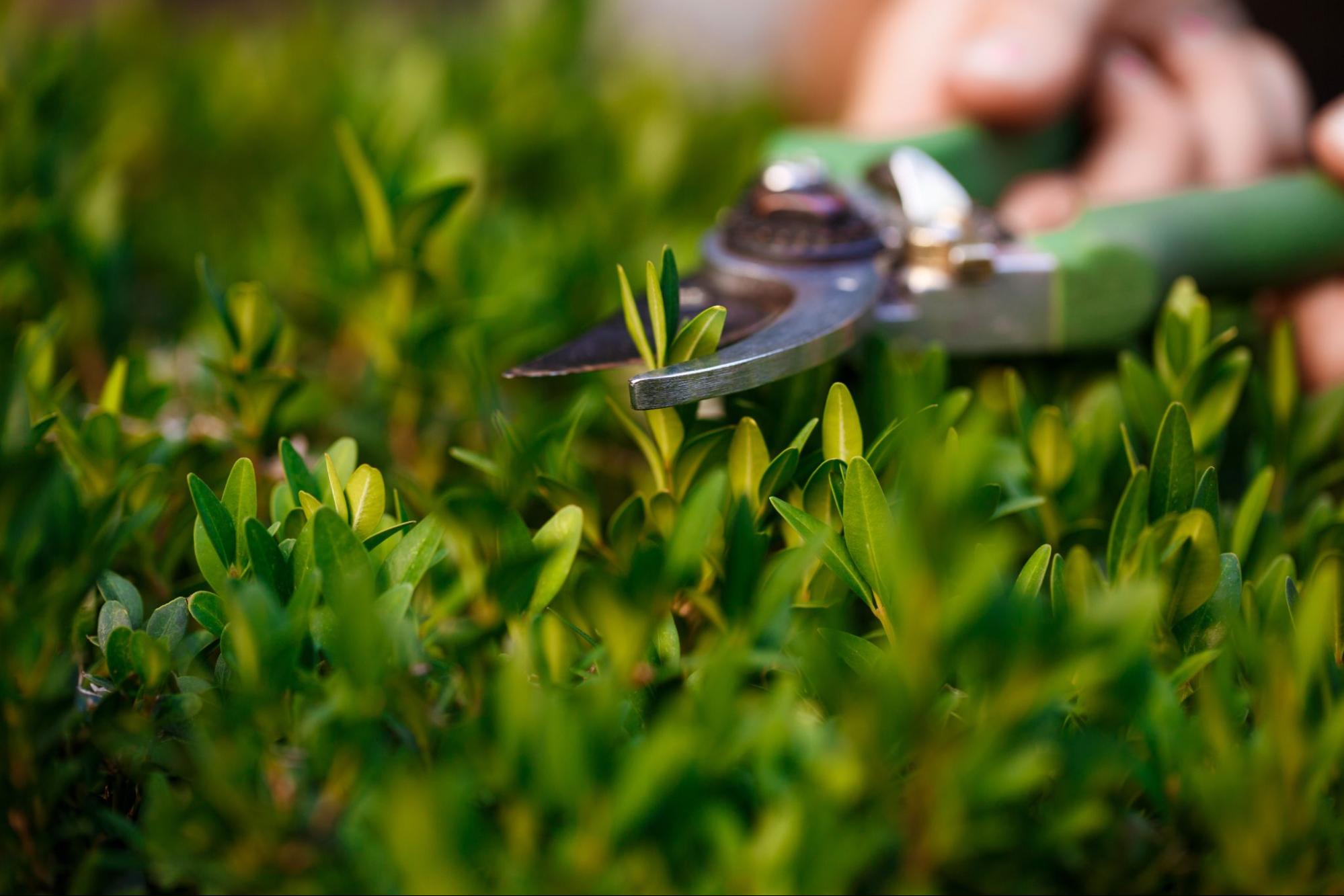 Gule og brune blader på hekken – Hva gjør du? - Plantinavia Norge