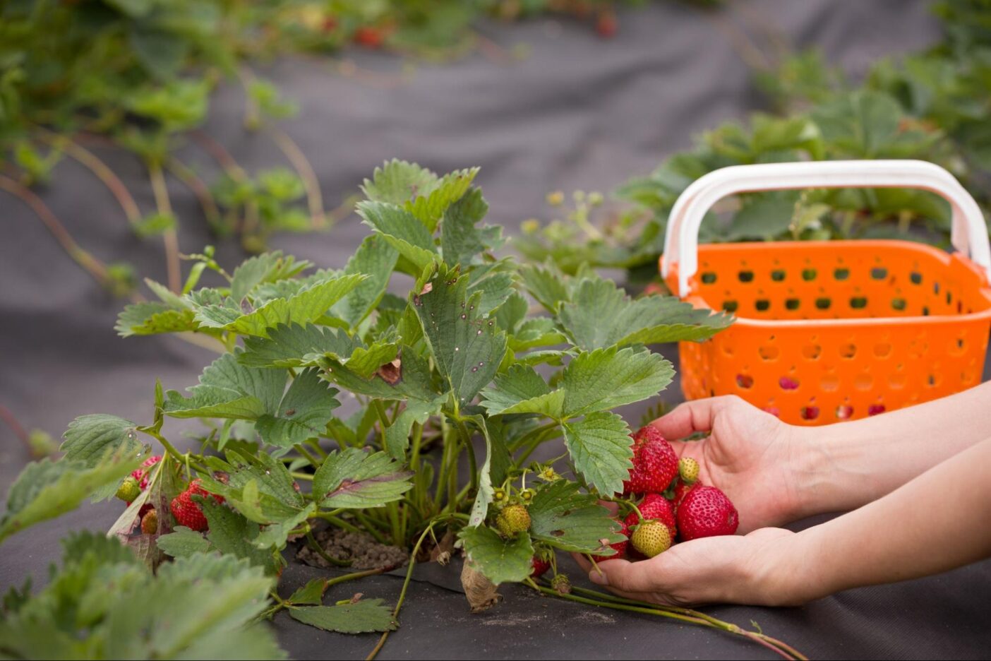 Alt du trenger å vite om bærbusker i hagen – Plantinavia Norge