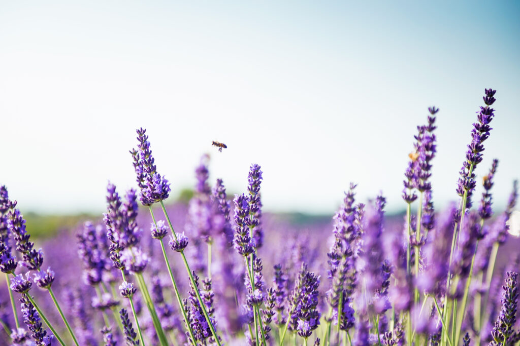 Lavendel i blomst med en bie som flyr over, perfekt for levende hekker i urtehagen.