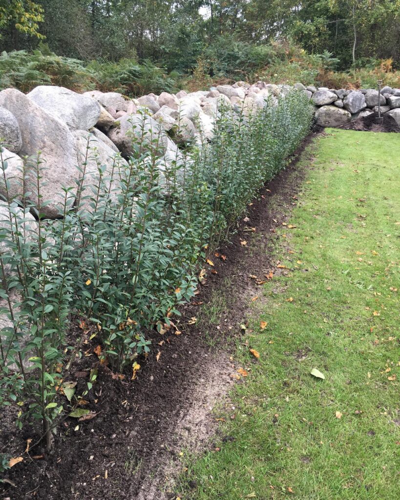 Nylig plantet ligusterhekk langs en steinete landskap for naturlig sjarm. 